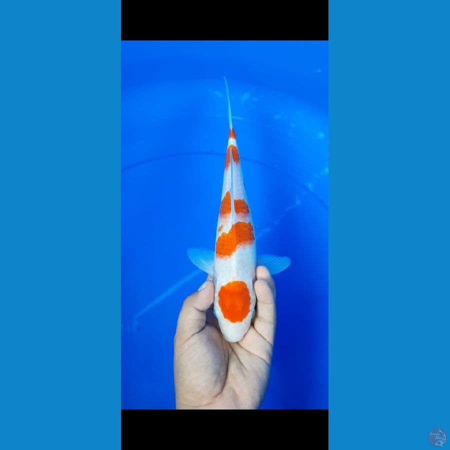 KOHAKU