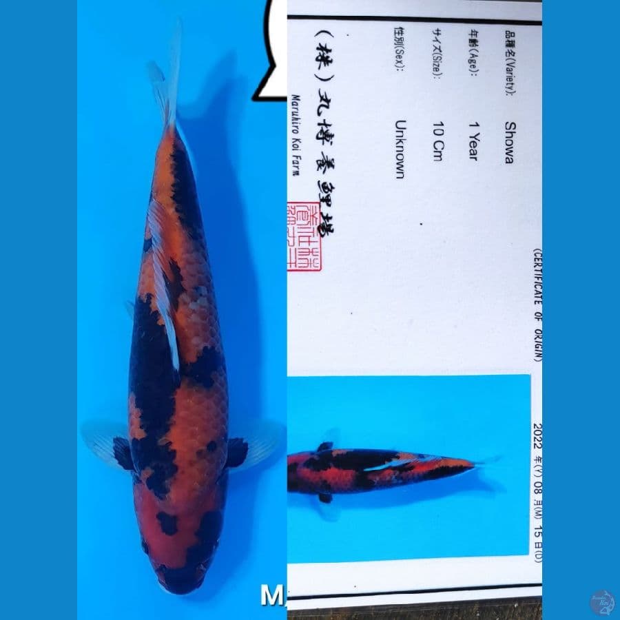 Showa 37cm Maruhiro