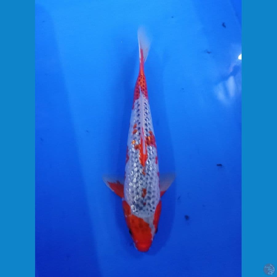 Ginrin asagie 30an cm