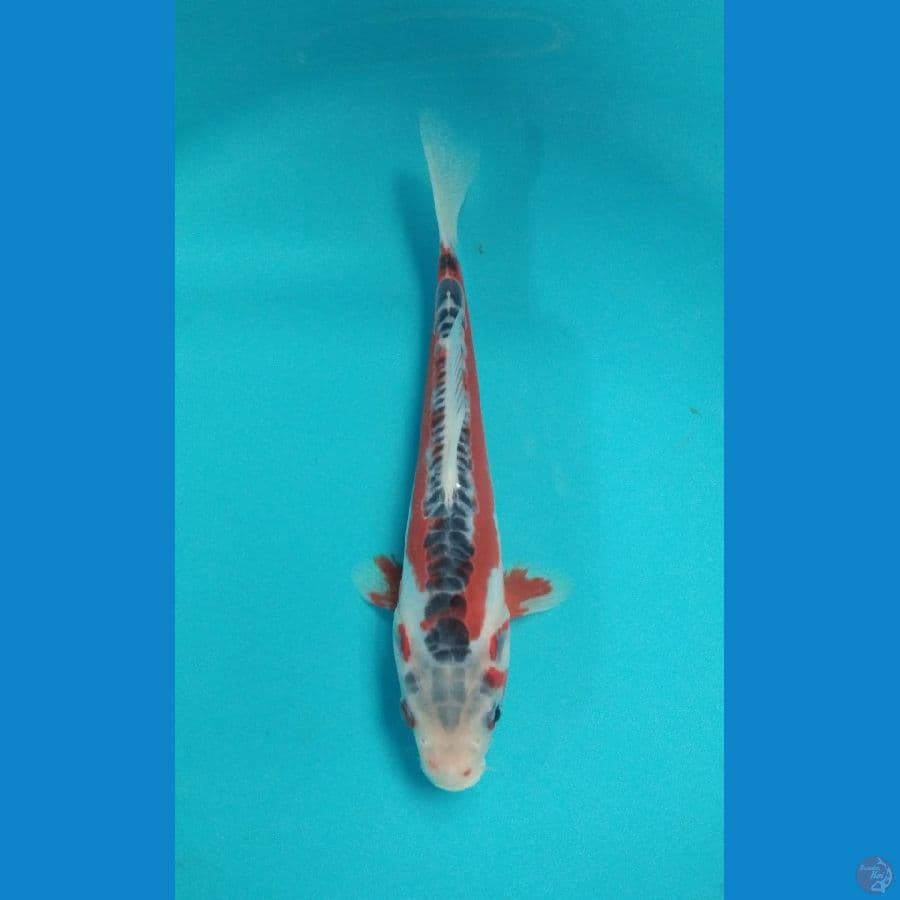 Shushi 20cm