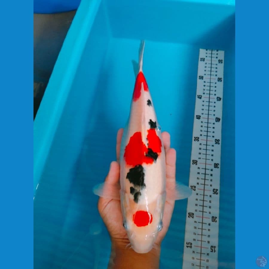 SANKE 35CM FEMALE