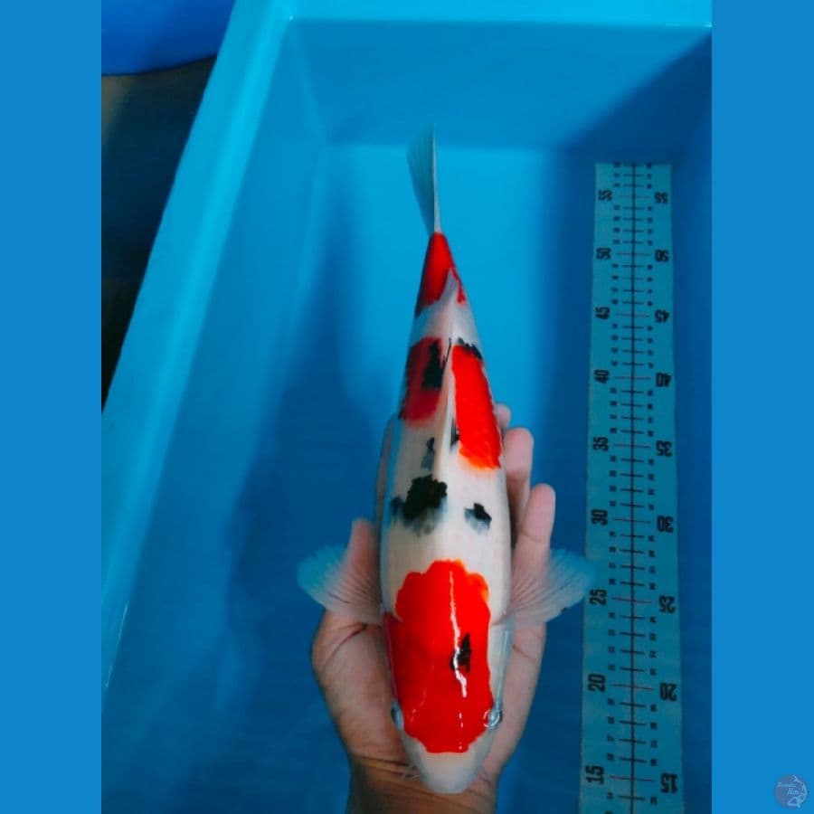 SANKE 35CM MALE