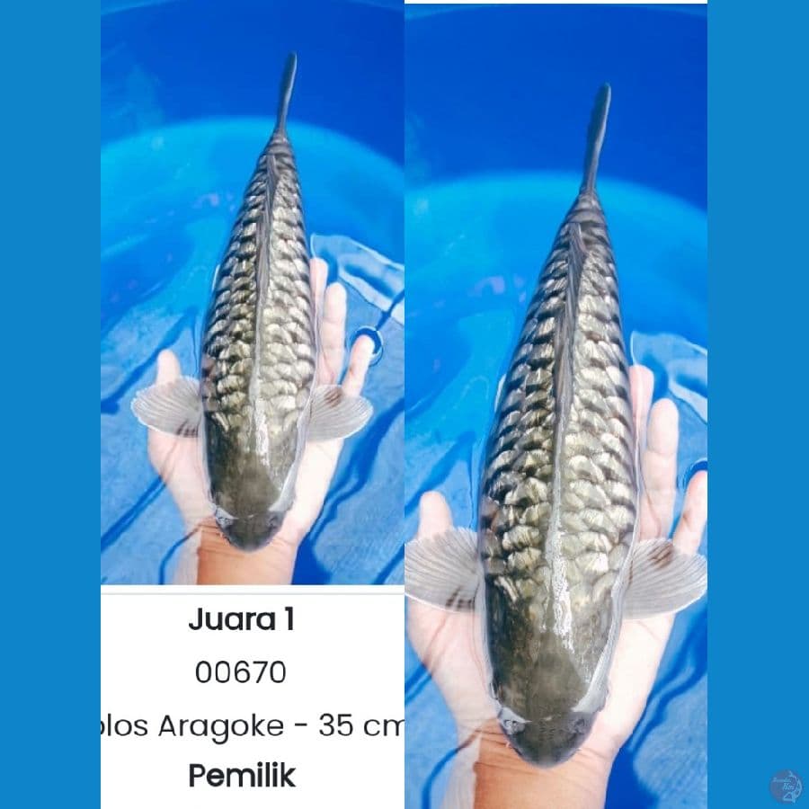 ARAGOKE 35CM MALE