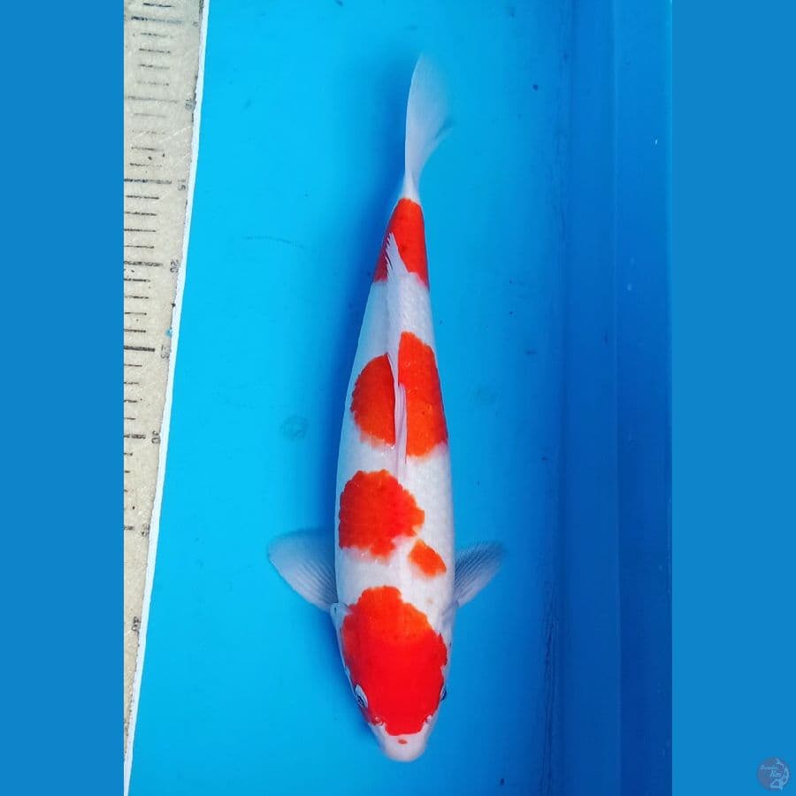 4 step kohaku jozz orii 35up