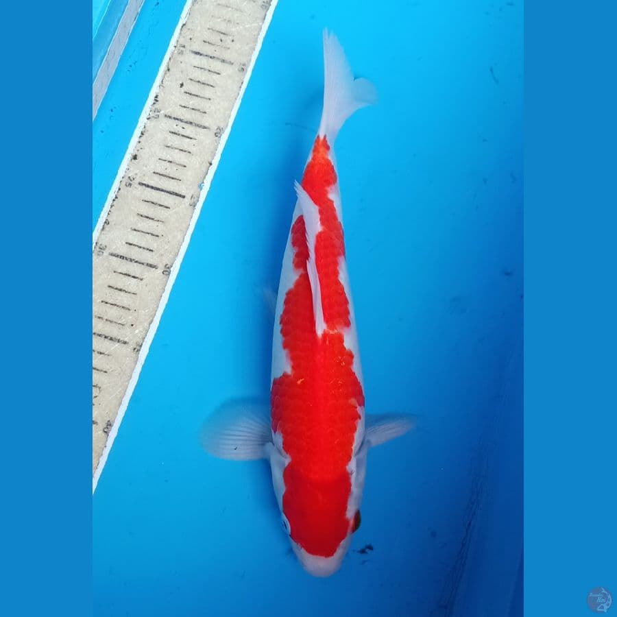 inazuma kohaku orie 32cm