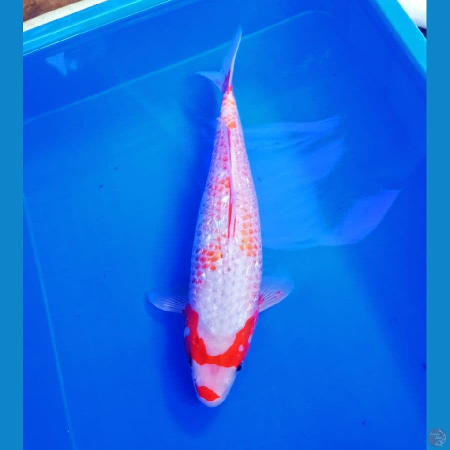 koleksi langka shirayuki ginrin asagie 40bu