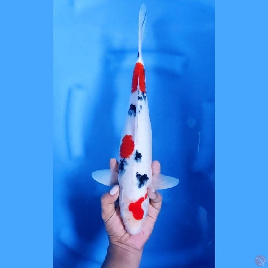 (38 CM) SANKE TSUBOSUMI - F