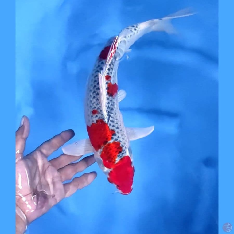 (35 CM) RED KUJAKU -M