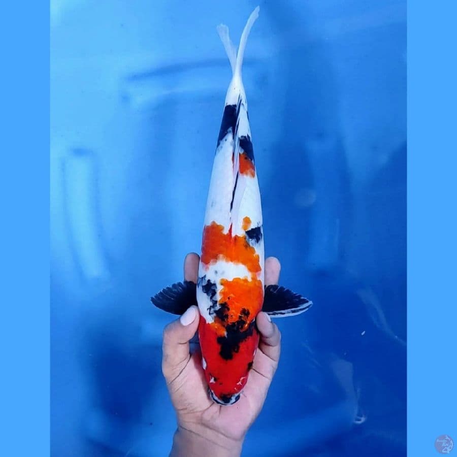 (35 CM) KINDAI SHOWA -F