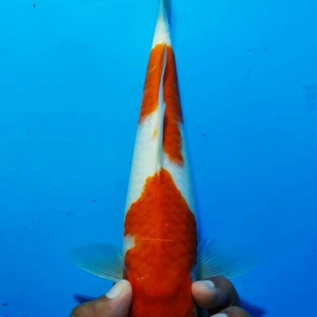 Kohaku 13