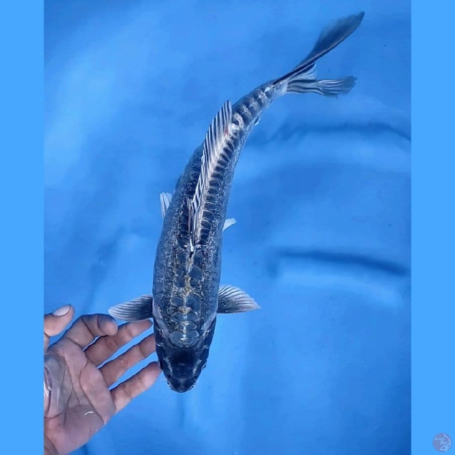 (35 CM) KAWRIMONO -F