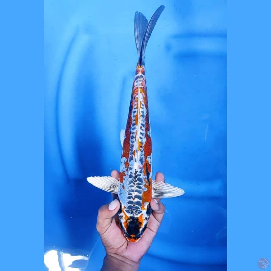 (36 CM) BENI KIKO -M