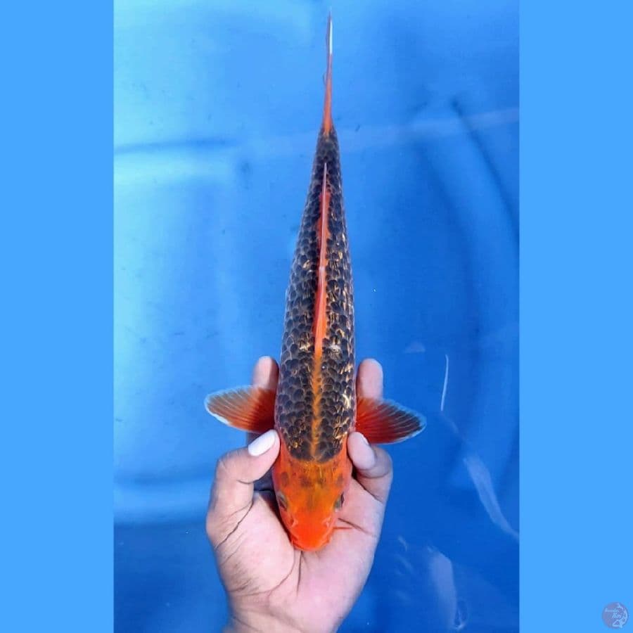 (31 CM) AKA MATSUBA GINRIN -M