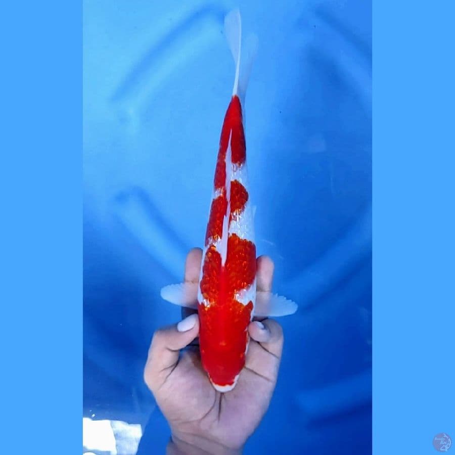 (28 CM) KOHAKU GINRIN -M