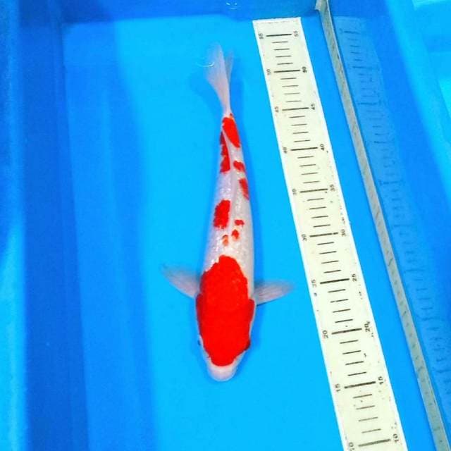 Kohaku ginrin cantik 35bu