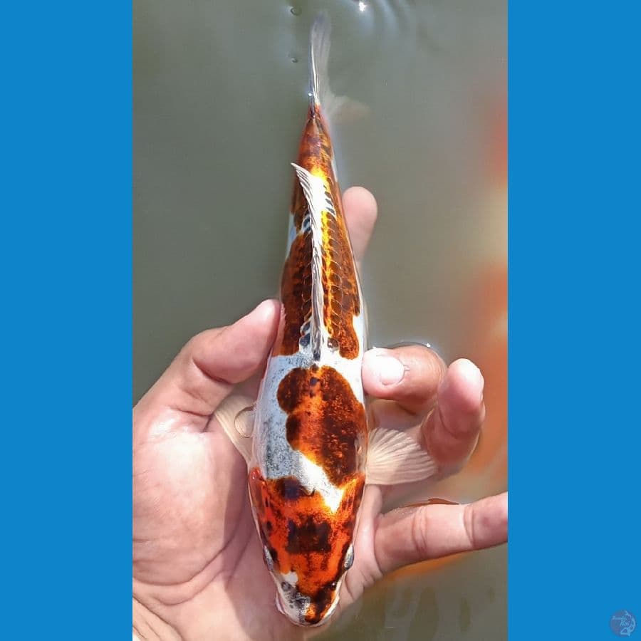 benni kiko super Quality 25 cm