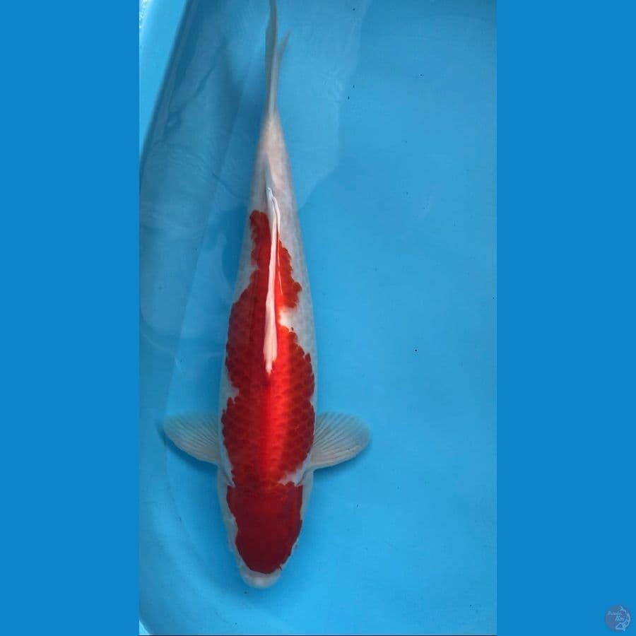 A kohaku super strong 45cn