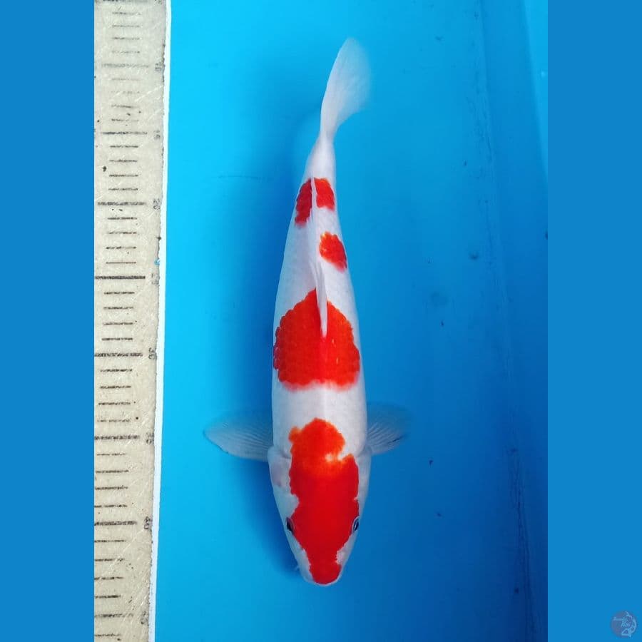 hanatsuki kohaku cantik 35bu