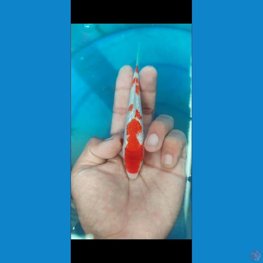 kohaku gindrin