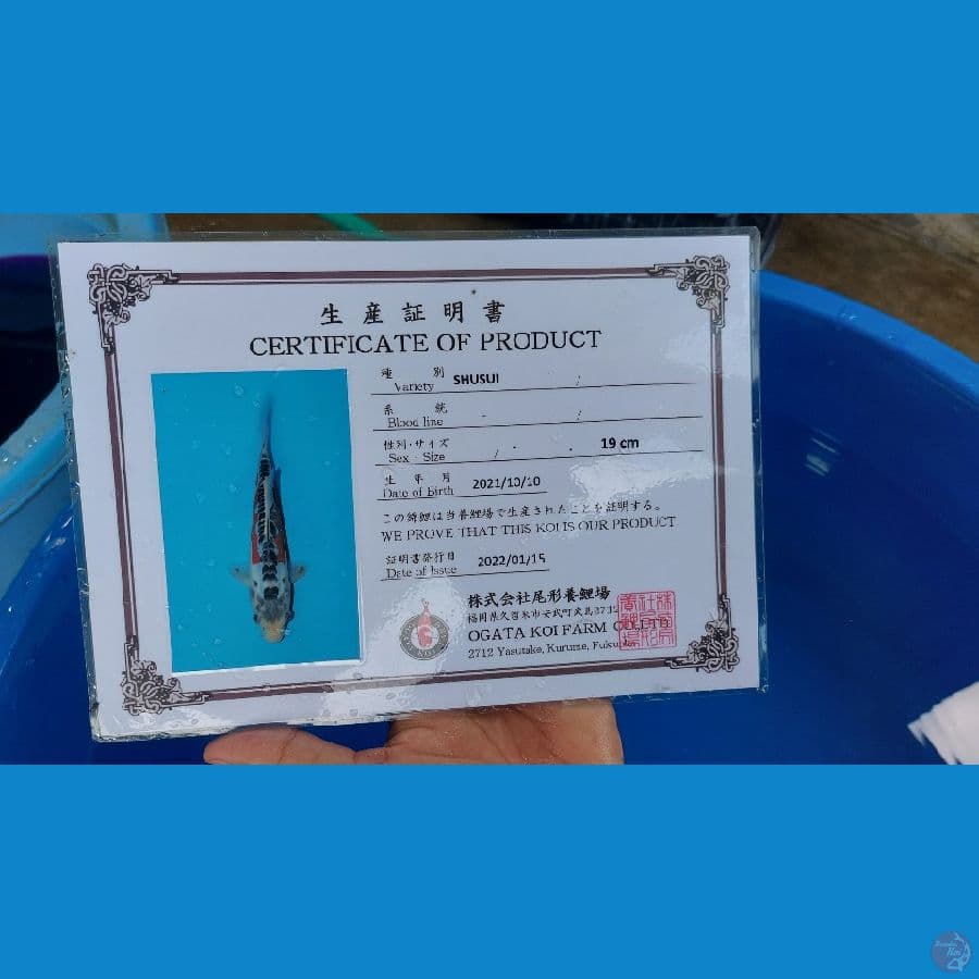 shusui OGATA 30CM male