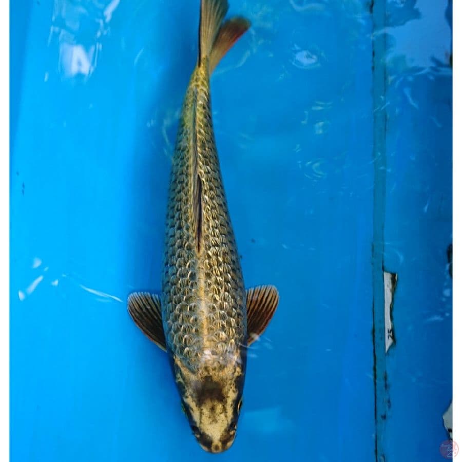 GOLD MUKASHI GINRIN 27 CM