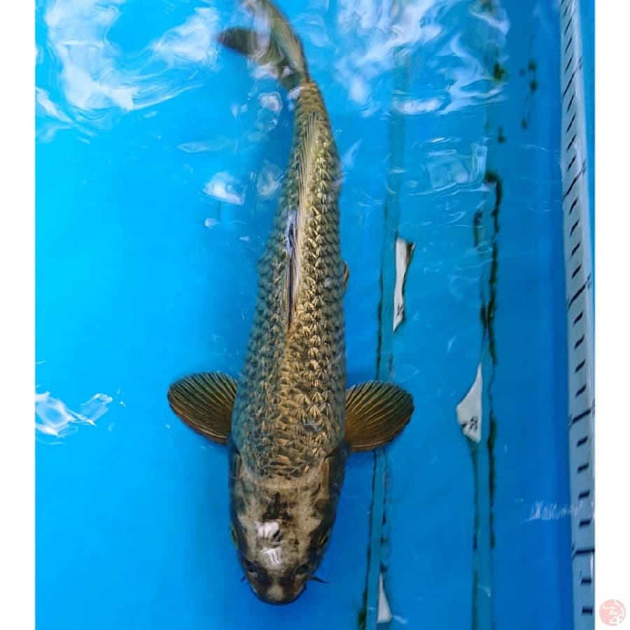 GOLD MUKASHI GINRIN 28 CM