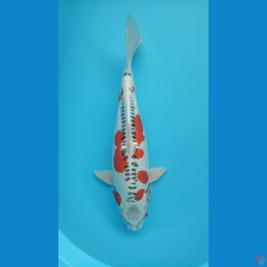 Doitsu Kujaku 45cm