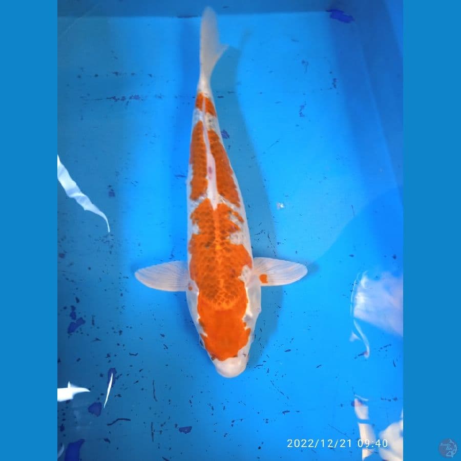 GOSHIKI 38cm