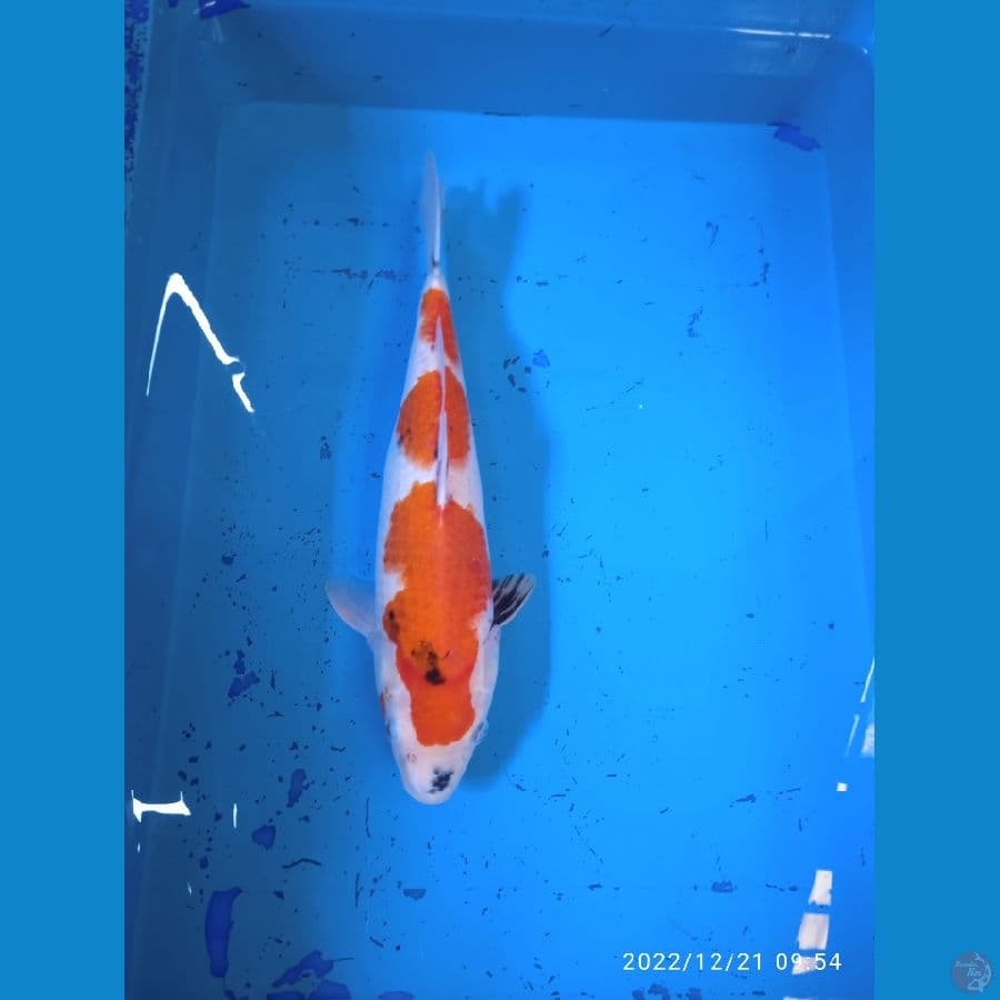SHOWA 38CM