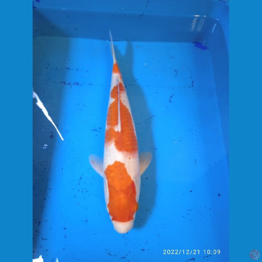 KOHAKU 37CM