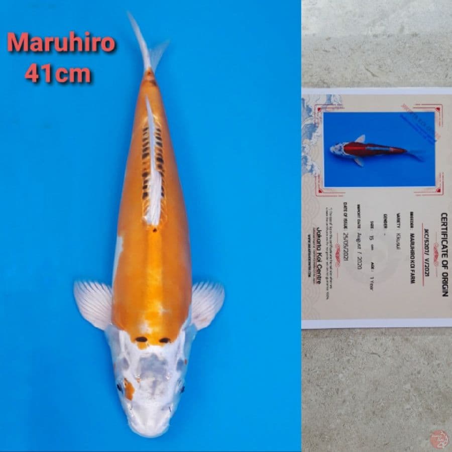 MARUHIRO KIKUSHUI 41CM SERTI