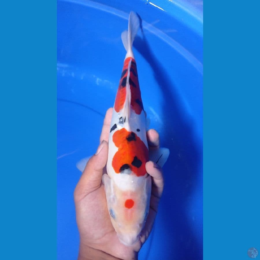 sanke doitsu murni 31cm