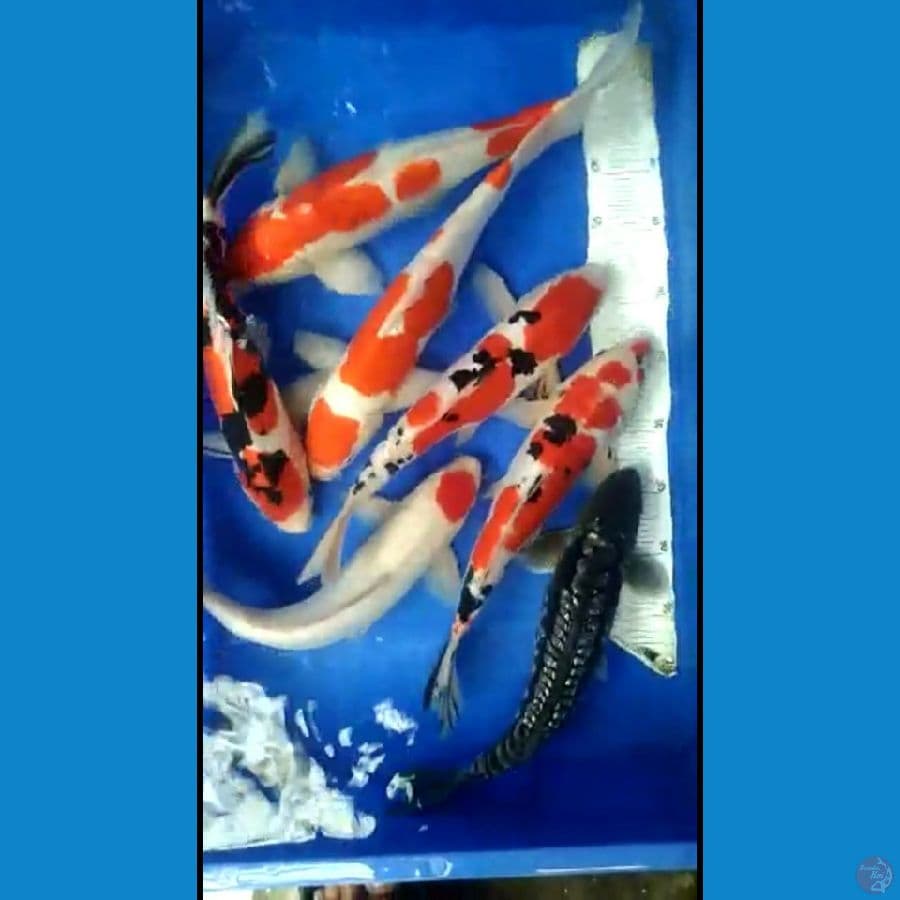 mix doitsu 33-35 cm