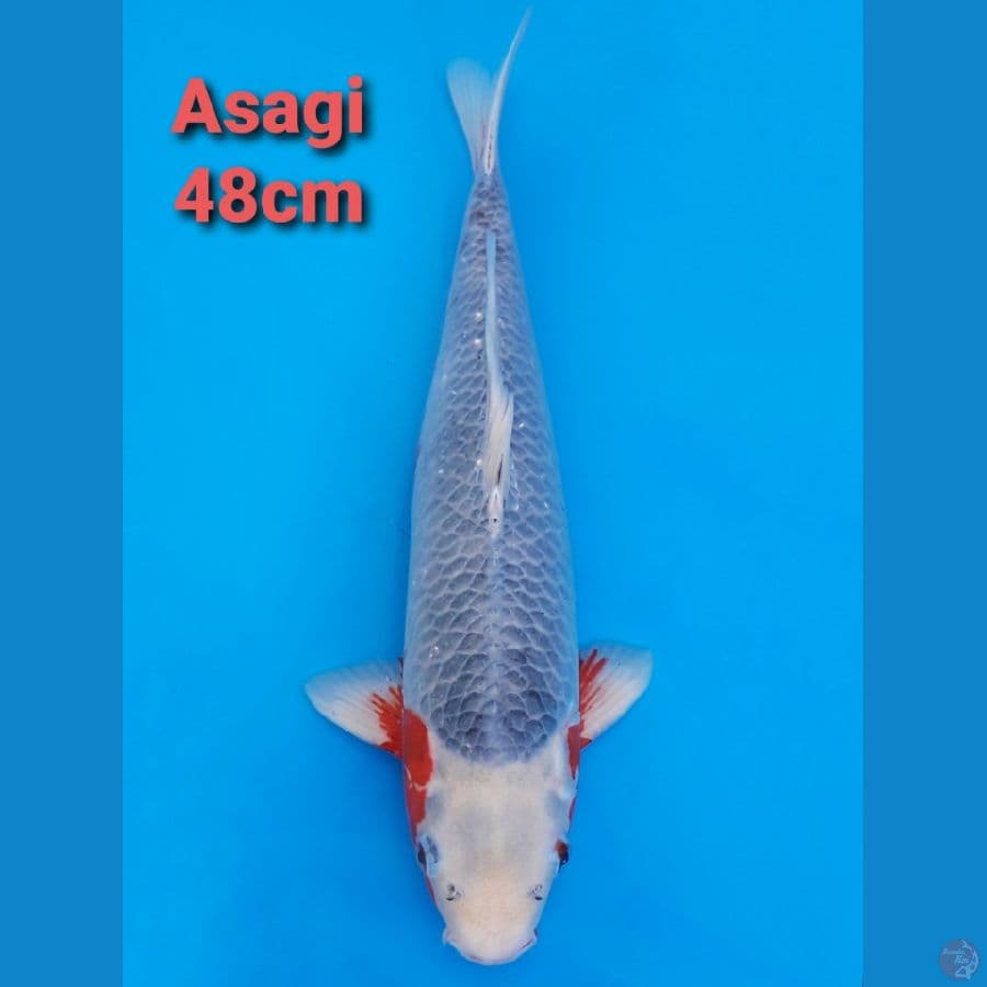 F1 ASAGI 48CM