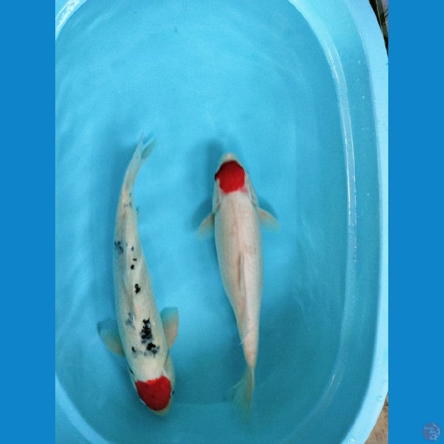 TANCHO KOHAKU SANKE SEPAKET F & FM