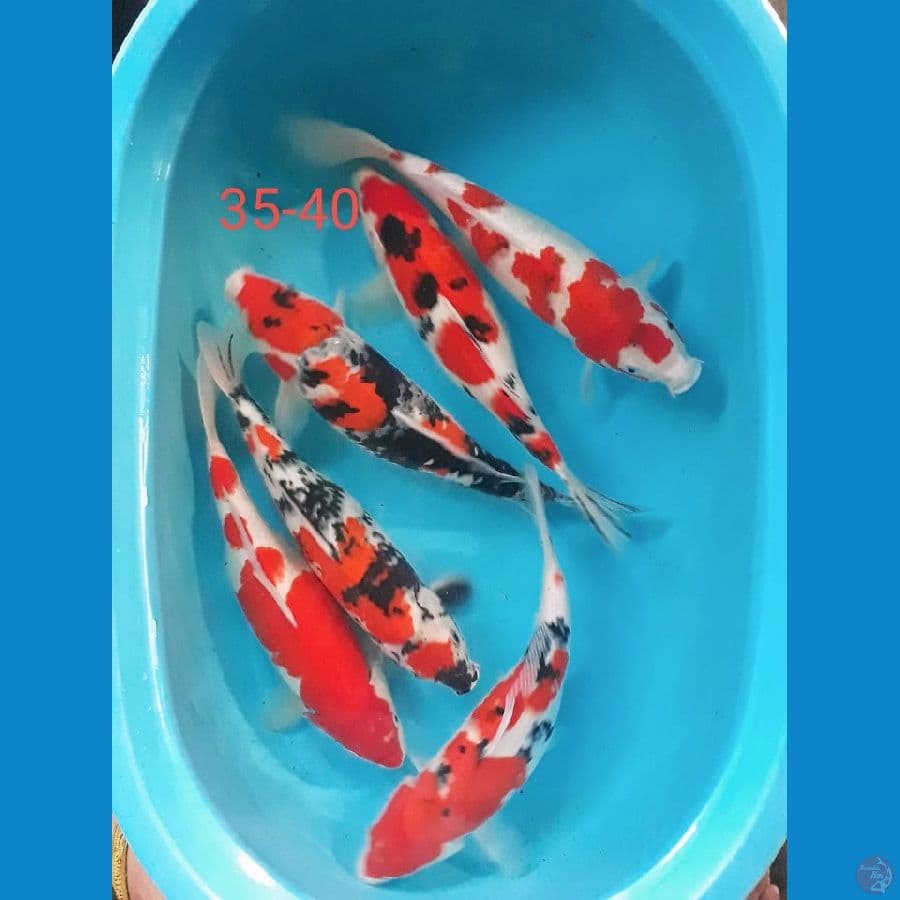 35-40cm Mix