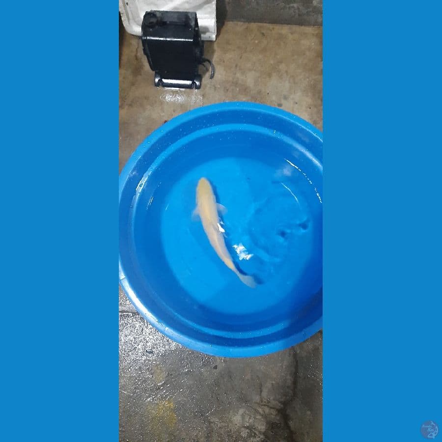 karasi lemon non ginrin 30cm