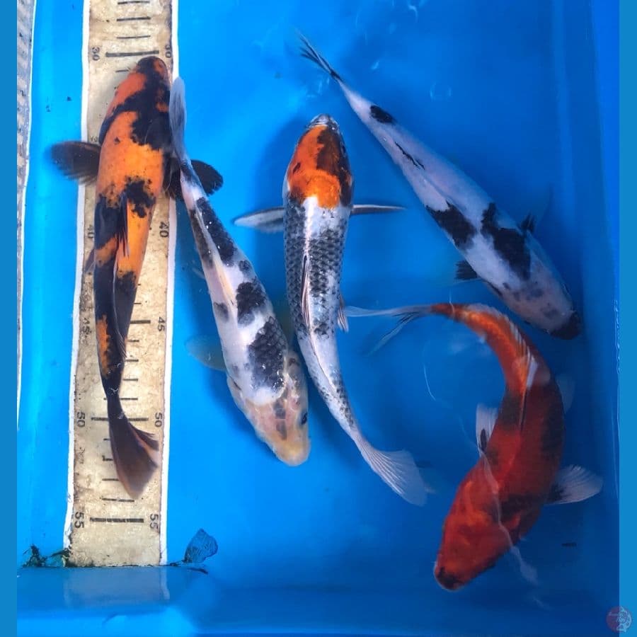 mix koi 22-25cm