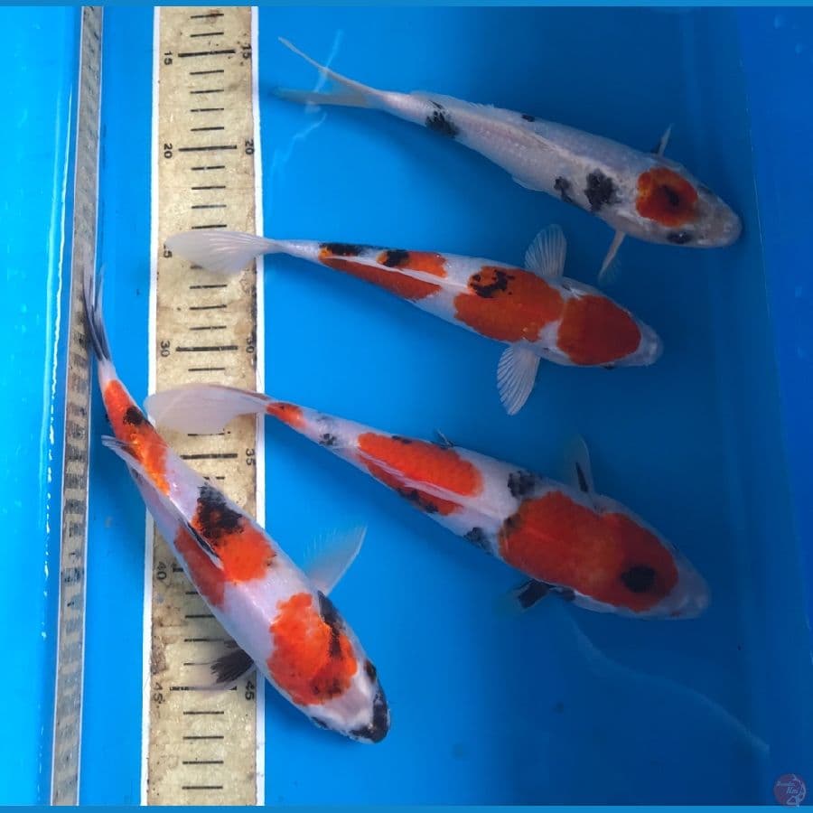 mix koi 25bu