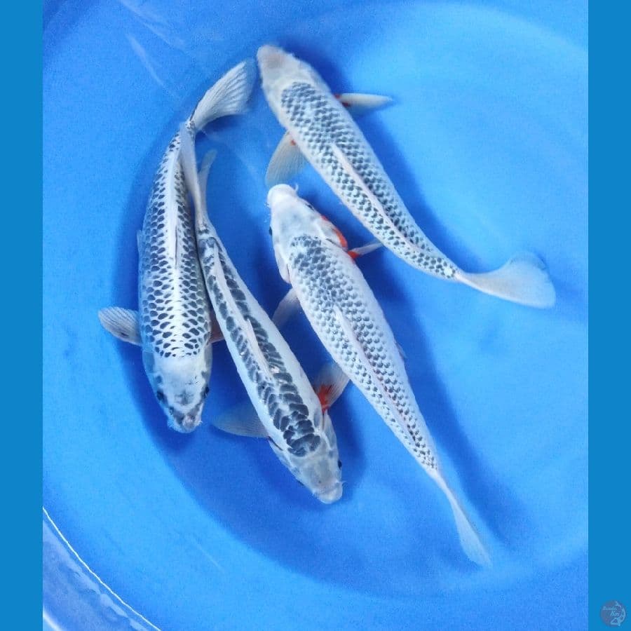 Jumbo Mix Asagi Shusui Gin Matsuba 40 - 41CM