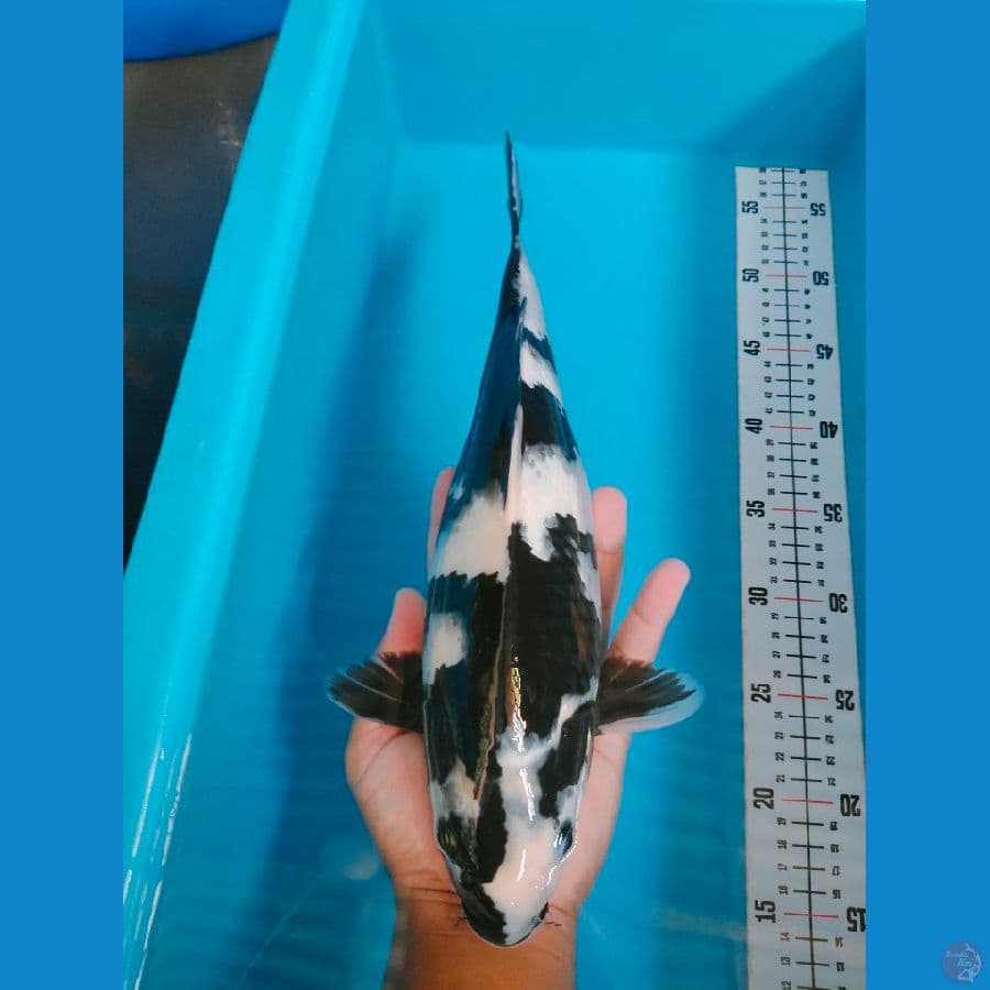 SHIRO 35CM