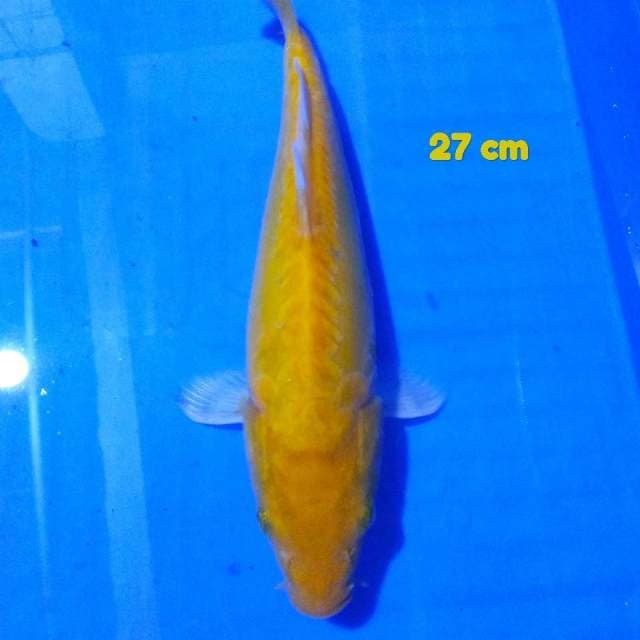 lemon