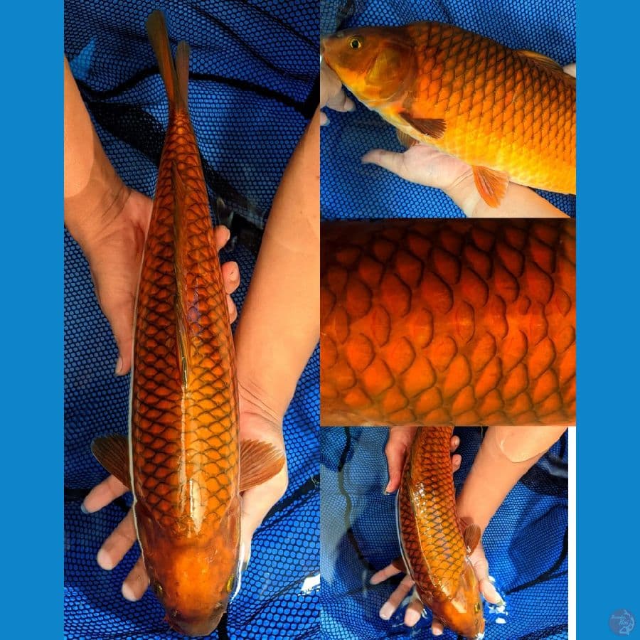 CAGOI FUKURIN RING RAPI 48CM