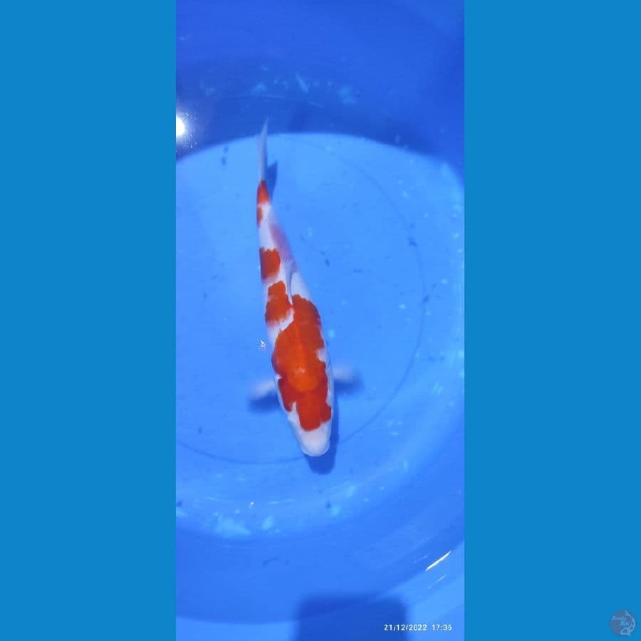 kohaku -38 cm