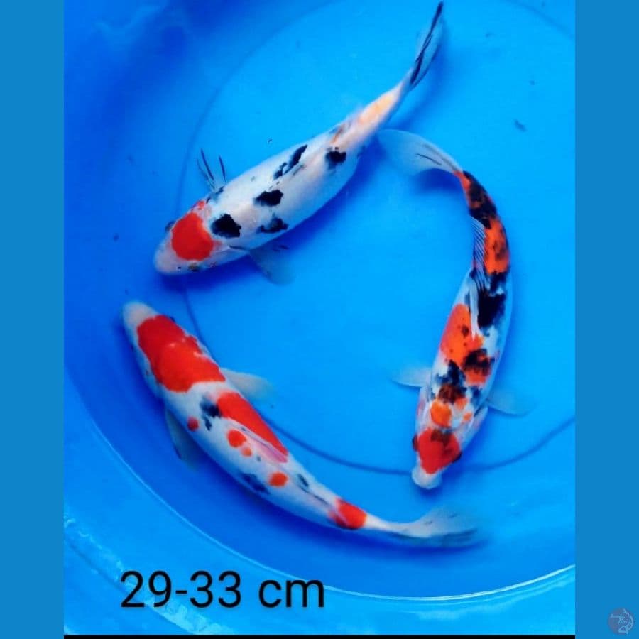 Mix 29-33 cm