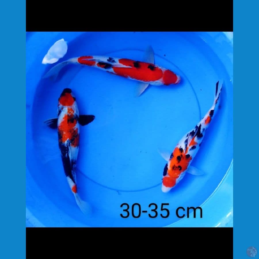 Paket mix 30-35 cm