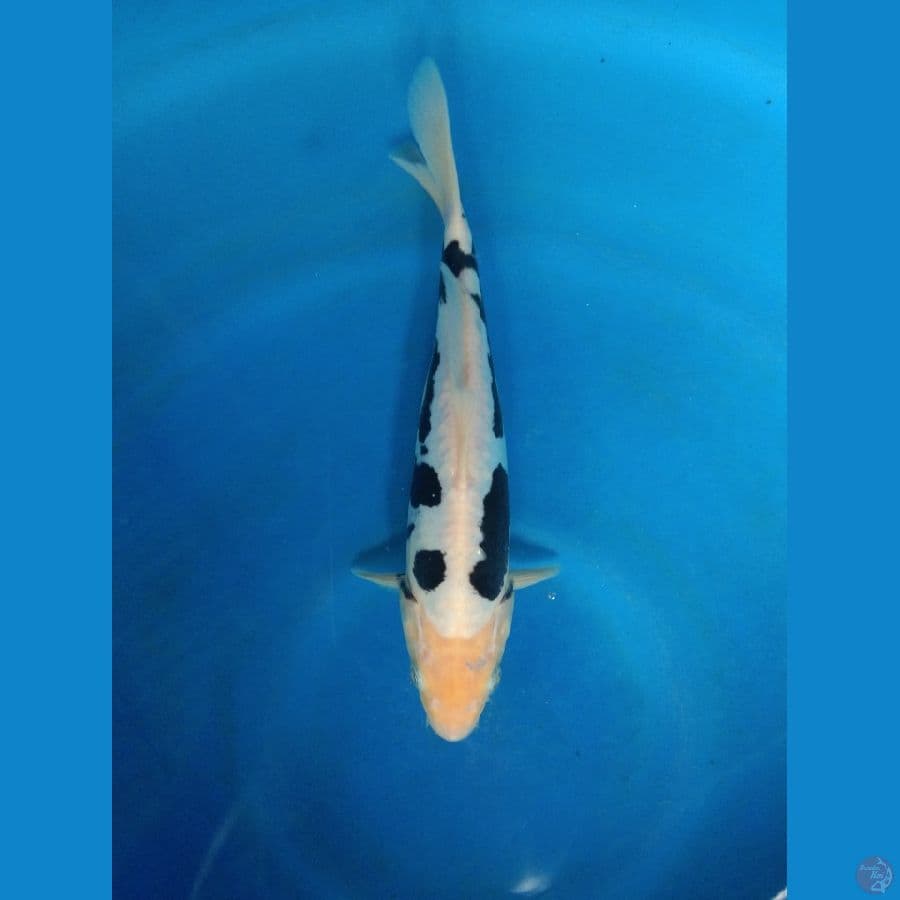 kumonriyu 24cm Sq
