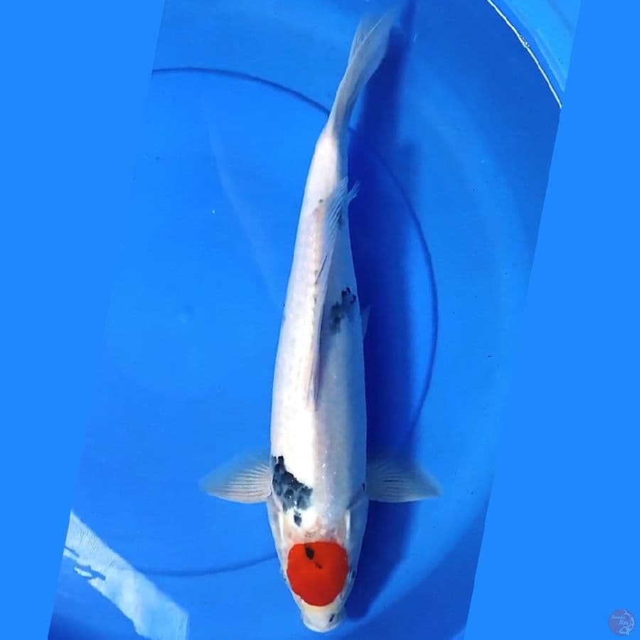 Tancho showa 41cm Male
