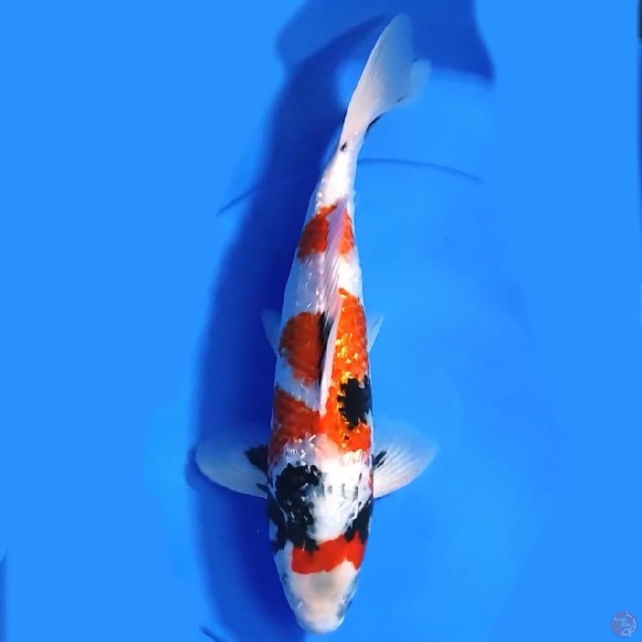 Showa ginrin 40cm Male