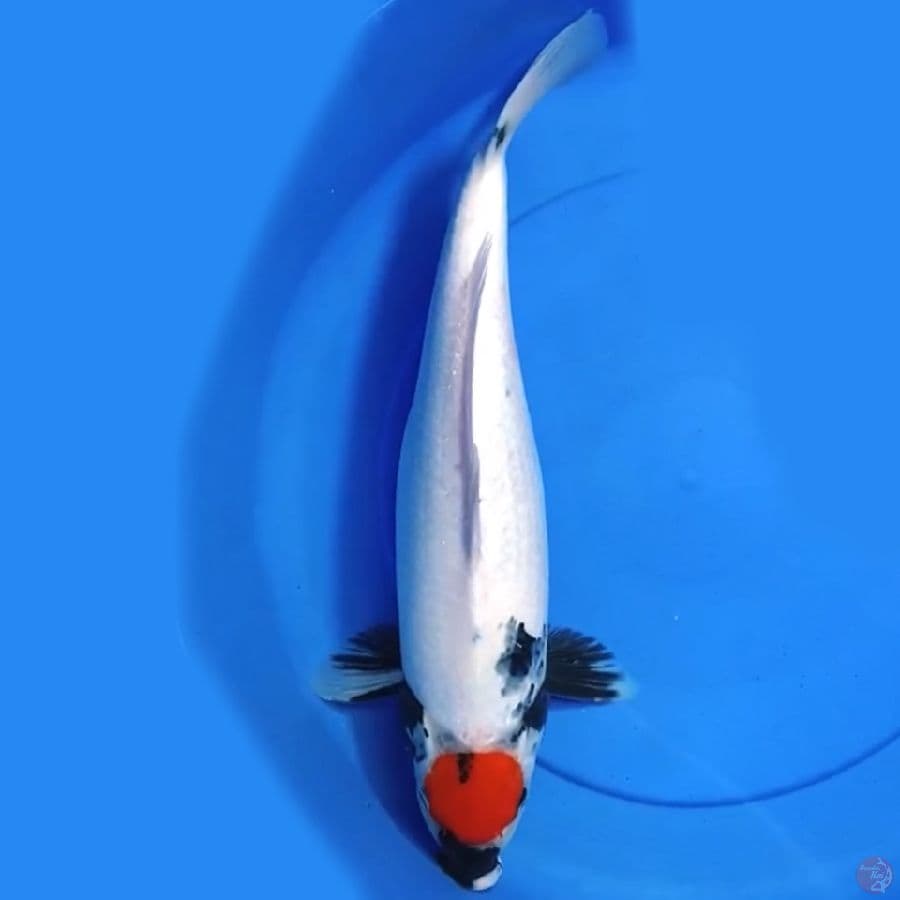 Tancho showa 46cm Female